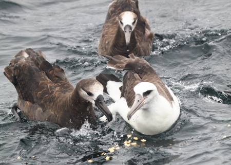 Albatrosses HMB AJ1