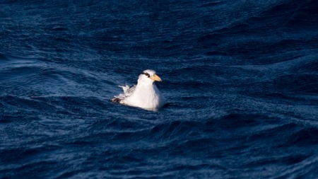 Red-billed Tropicbird - really two for two on these trips...can't I get a White-tailed? Canna, canna