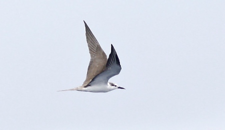 2nd Cal-yr Bridled Tern 