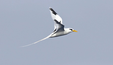 Adult White-tailed Tropicbird - a world tick and a bogey bird for me finally laid to rest!